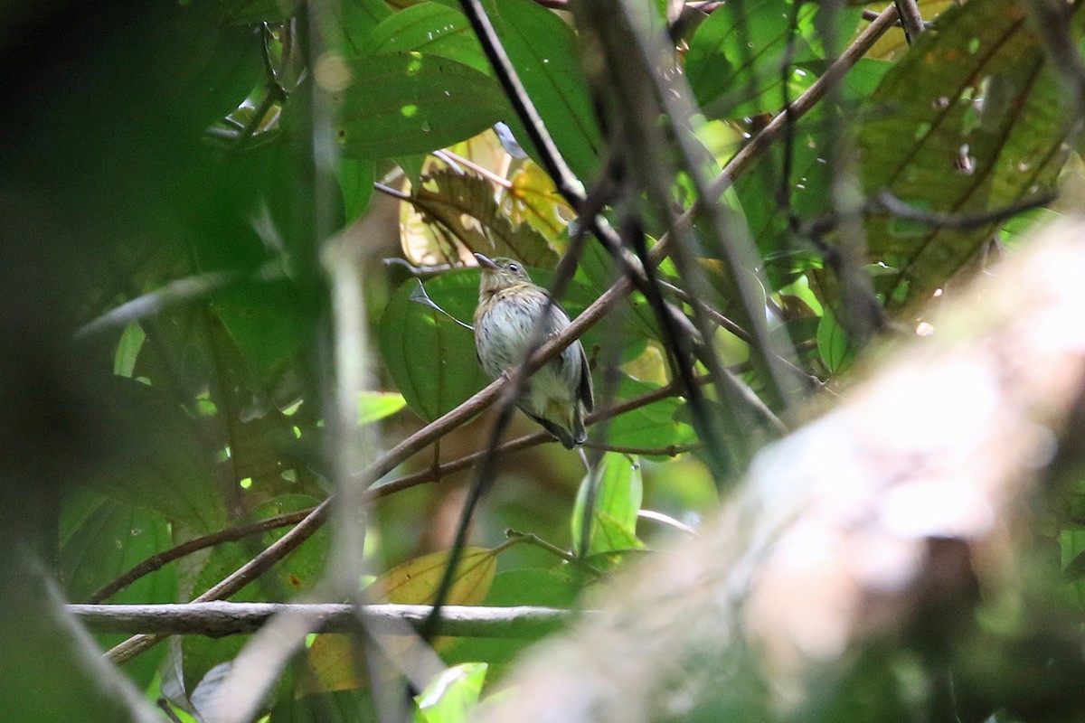 rødstripemanakin - ML641371715