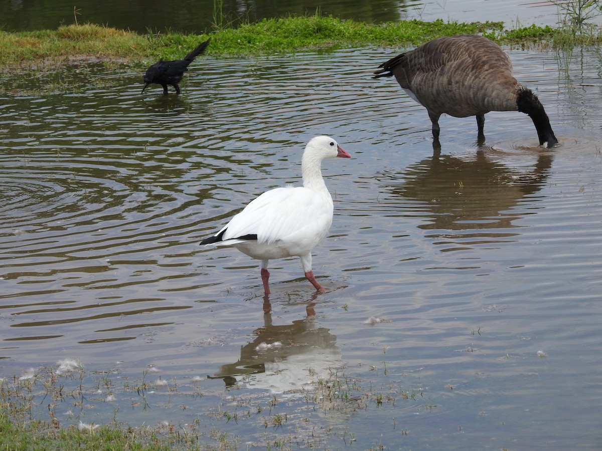 Ross's Goose - ML641371725