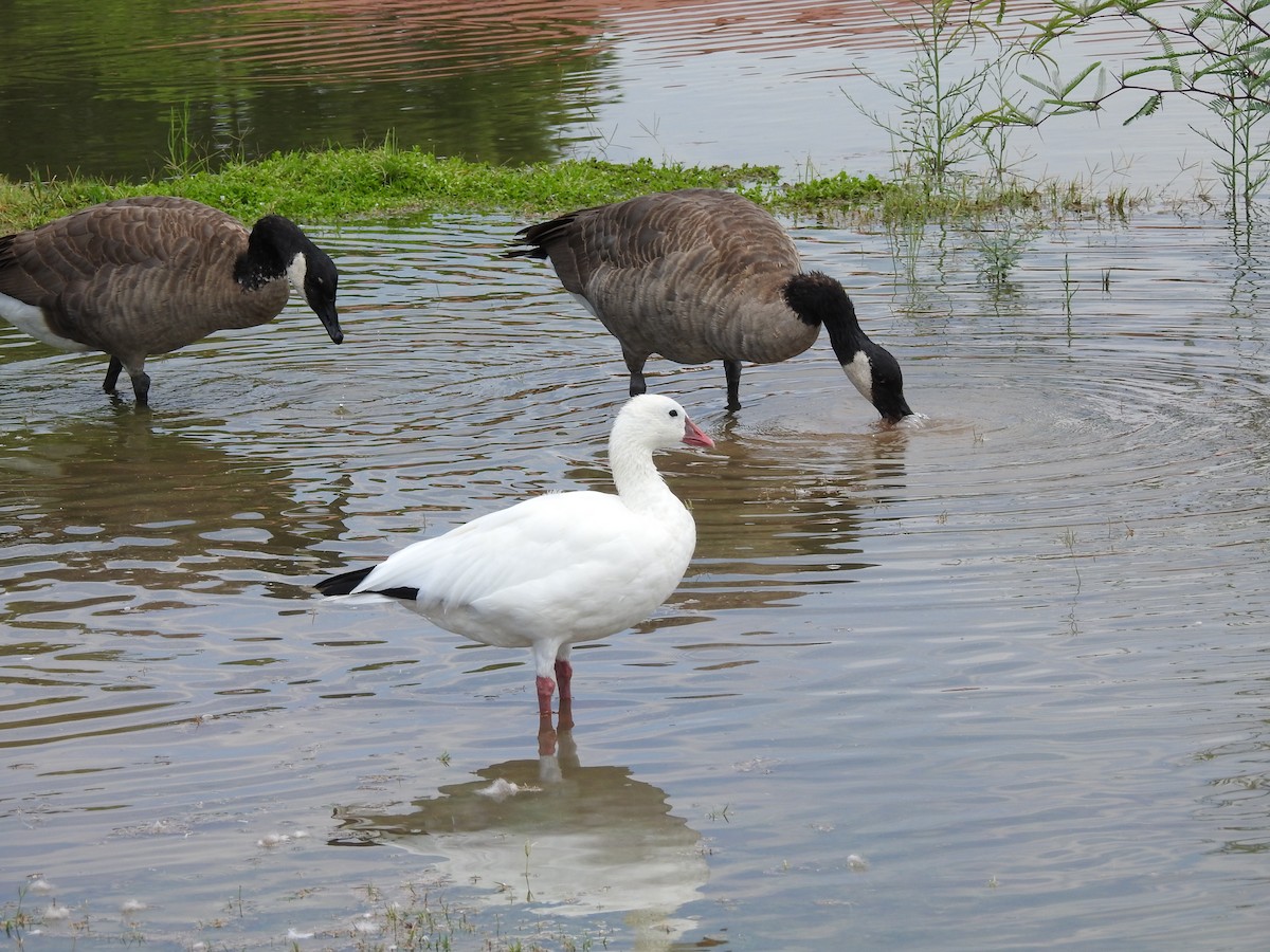 Ross's Goose - ML641371726