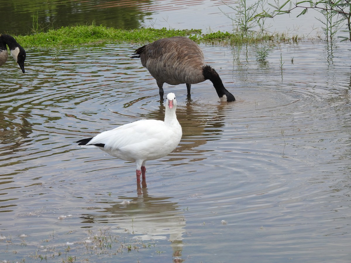 Ross's Goose - ML641371727