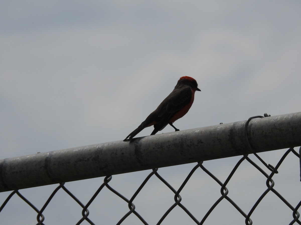 Vermilion Flycatcher - ML641371766
