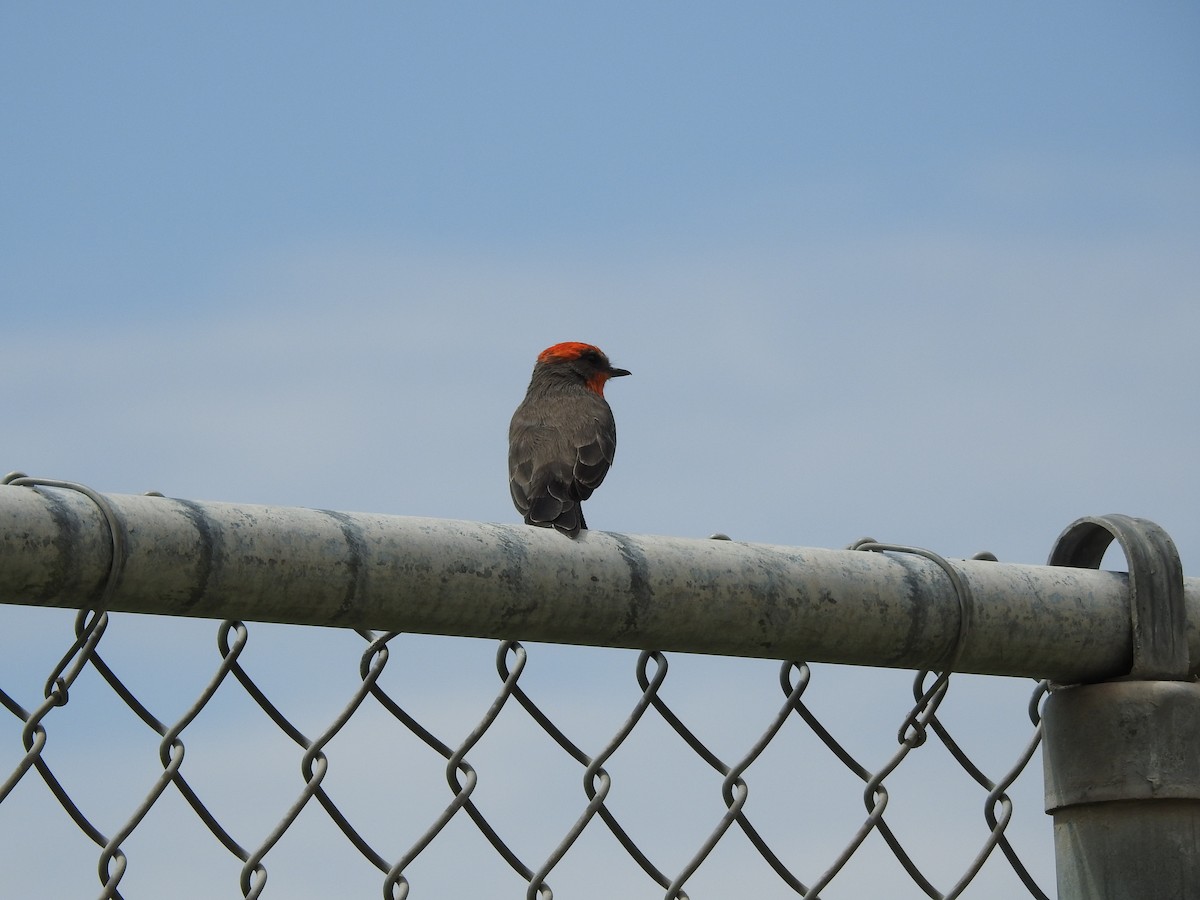 Vermilion Flycatcher - ML641371767