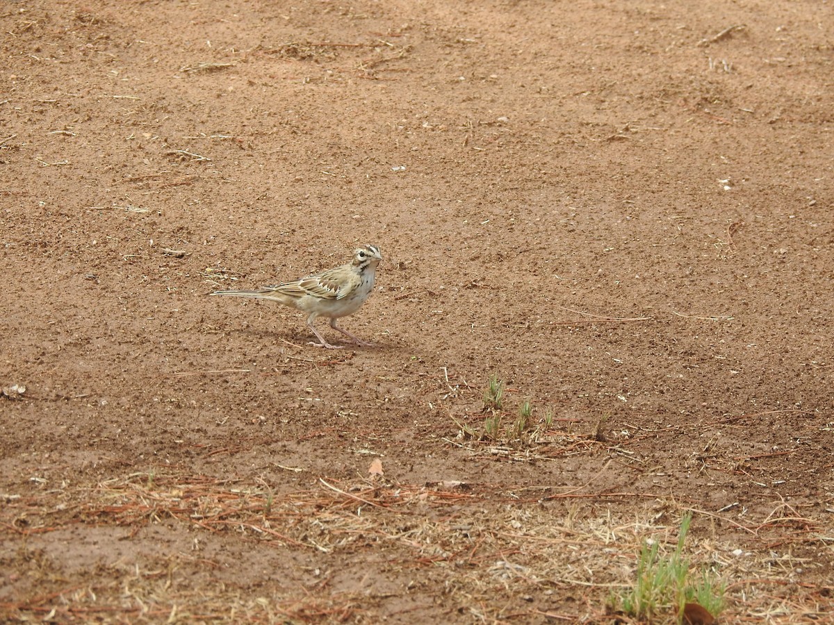Lark Sparrow - ML641371785