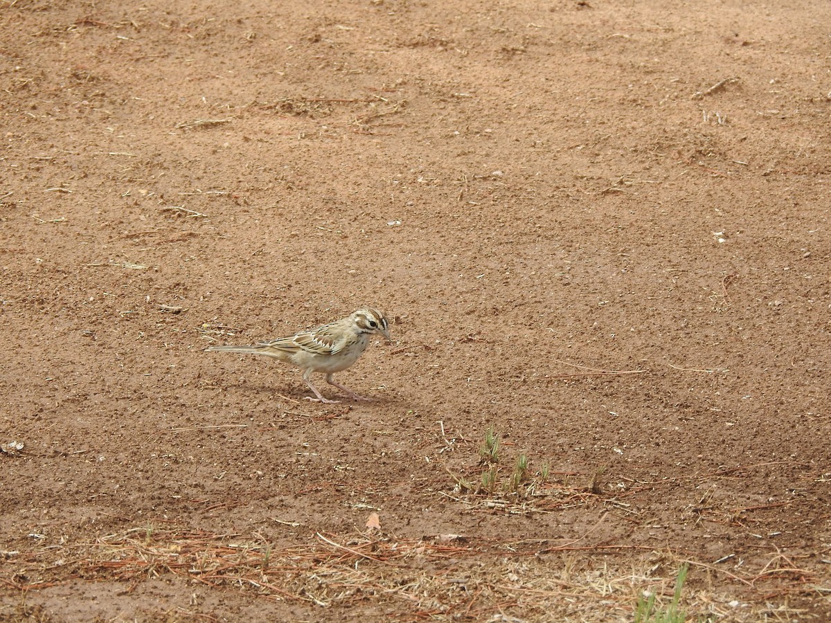 Lark Sparrow - ML641371786