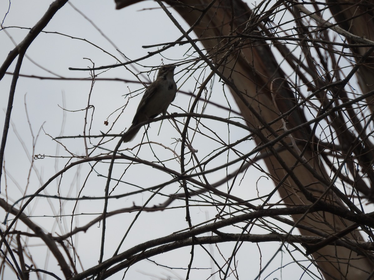 Lark Sparrow - ML641371787