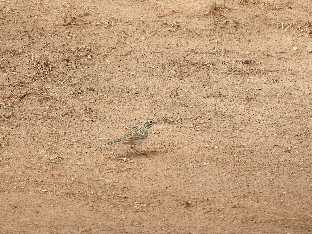 Lark Sparrow - ML641371788