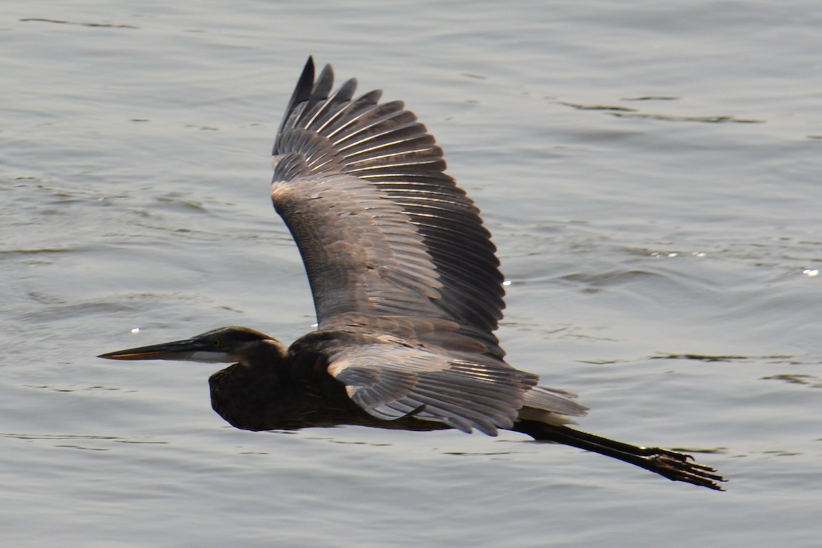 Great Blue Heron - ML641371814