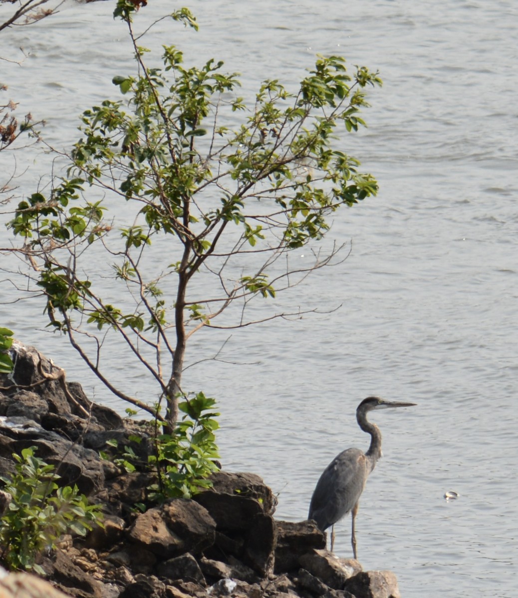 Great Blue Heron - ML641371815