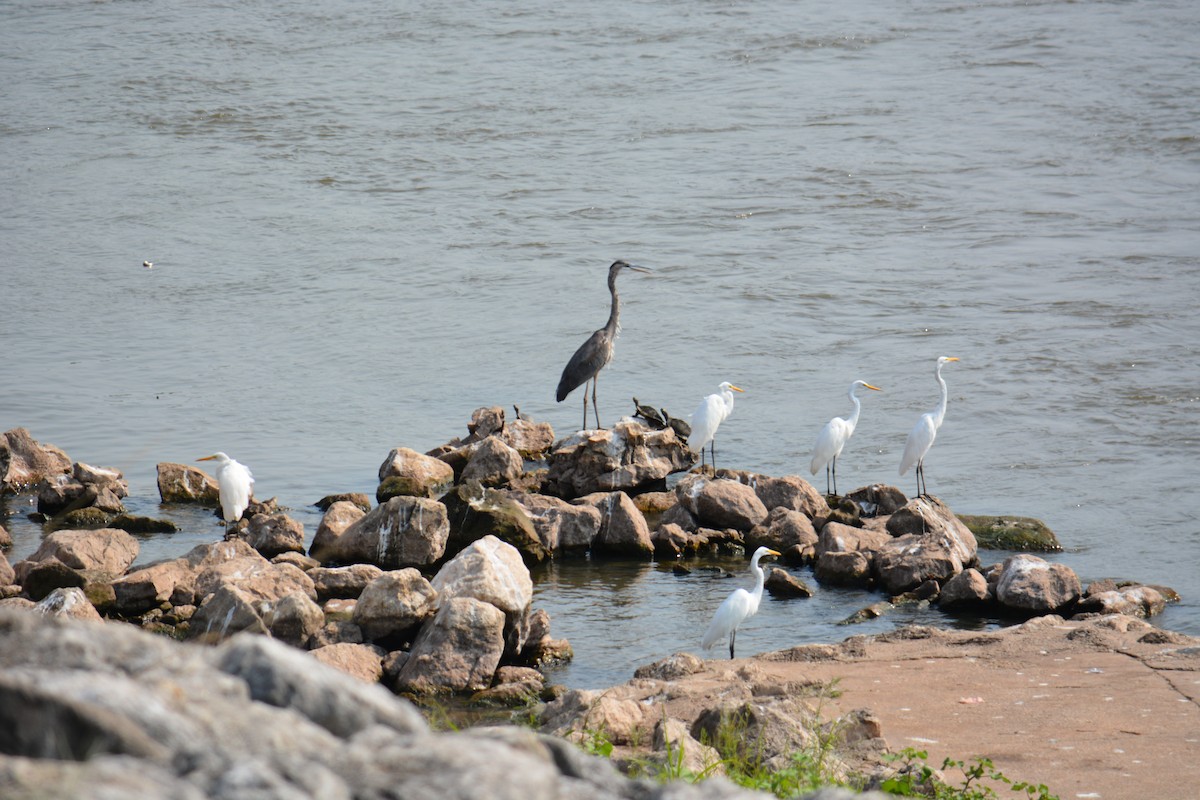 Great Blue Heron - ML641371816