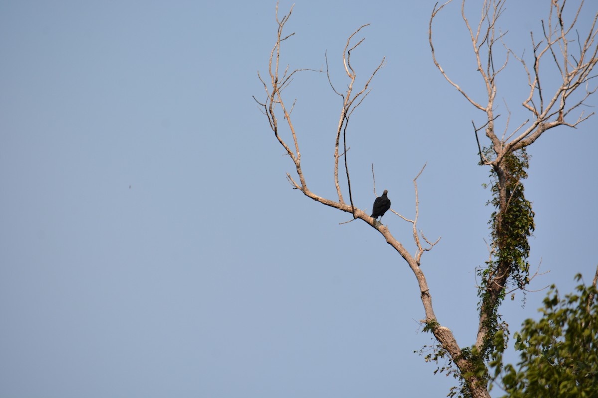 Black Vulture - ML641371819