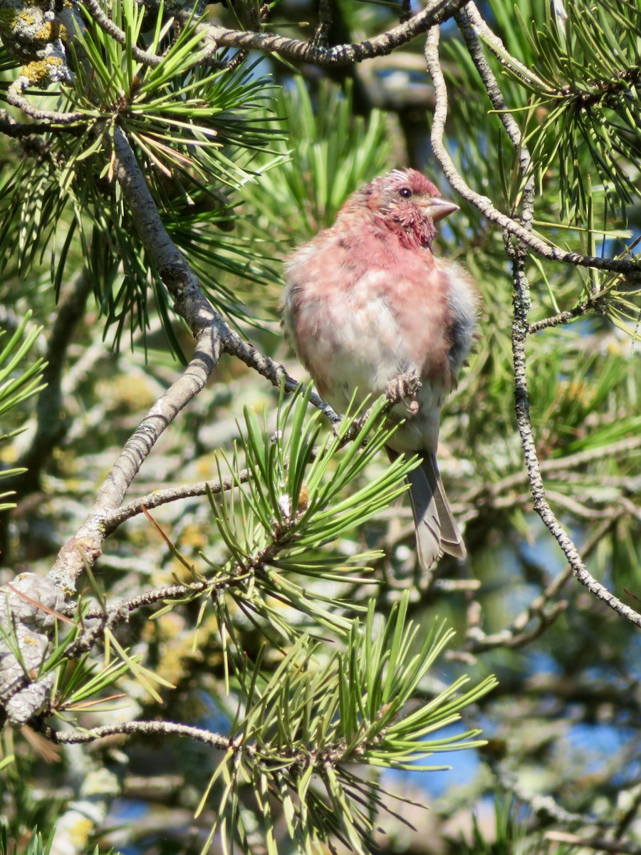 Purple Finch - ML641371820
