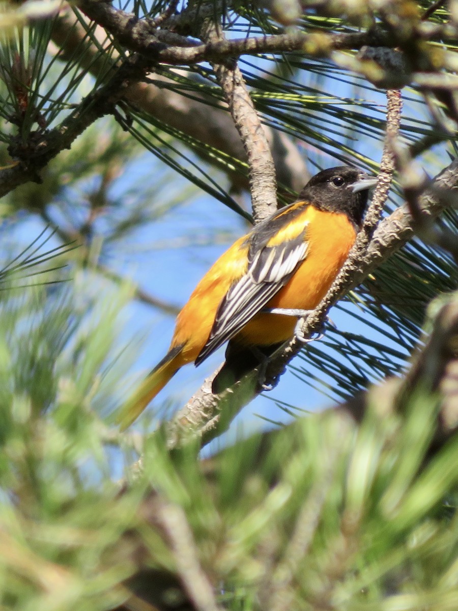 Baltimore Oriole - ML641371826