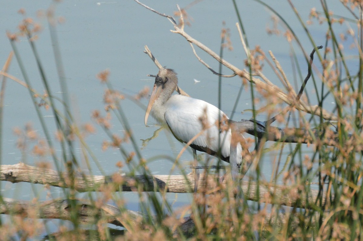 nesyt americký - ML641371914