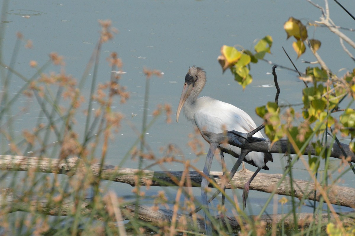 nesyt americký - ML641371915