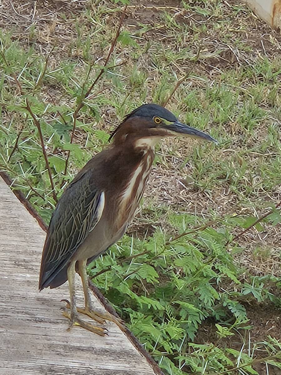 Green Heron - ML641371934