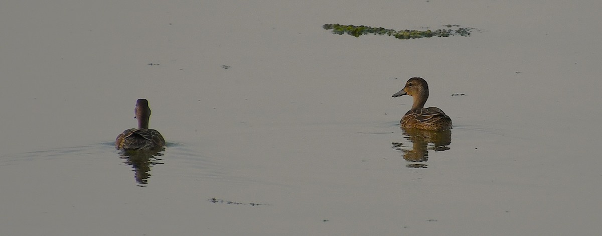 Cinnamon Teal (Northern) - ML641371938