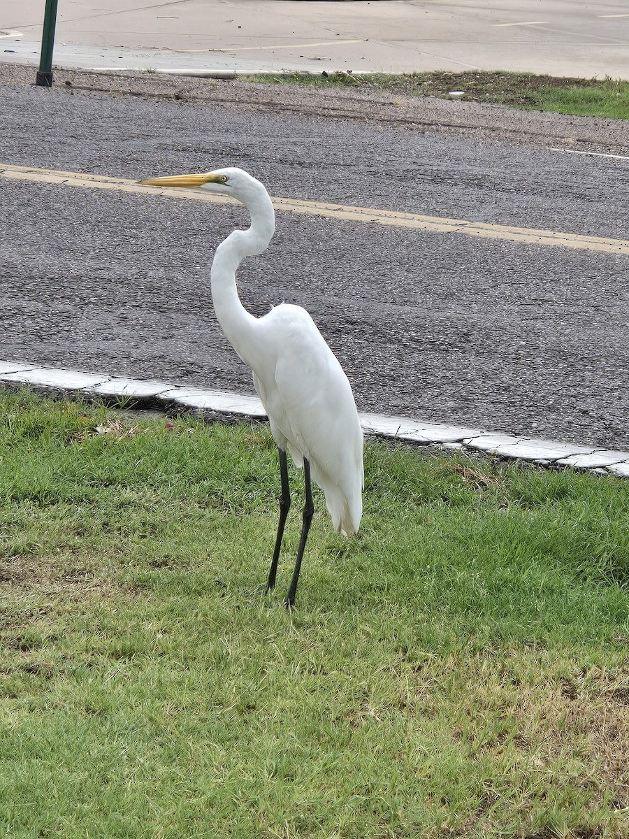 大白鷺 - ML641371942