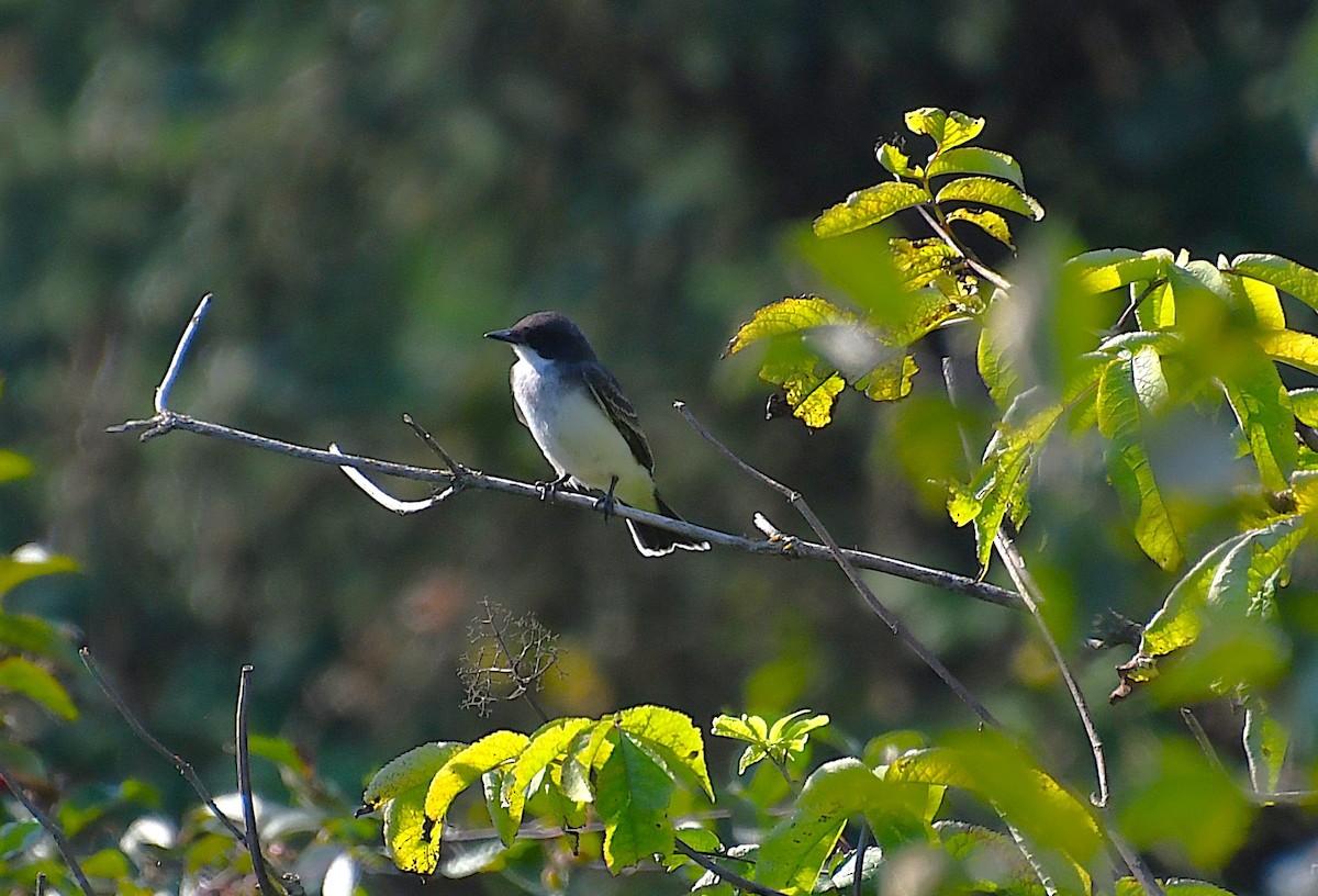 Eastern Kingbird - ML641371985