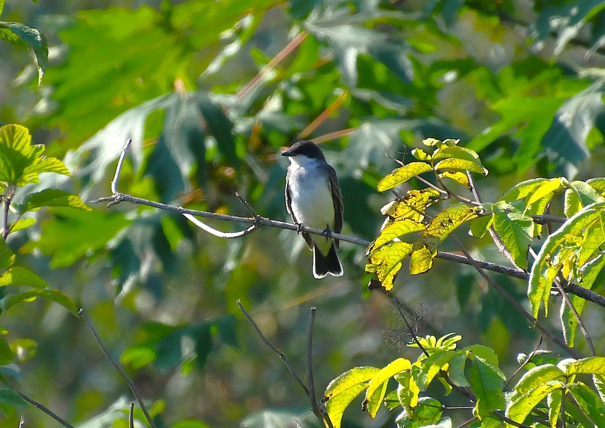 Eastern Kingbird - ML641371986