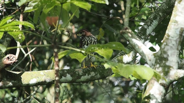 Gray Hawk - ML641372020