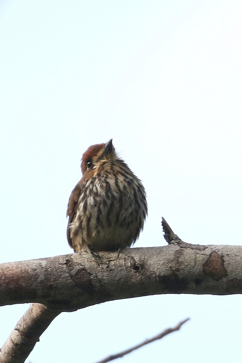Lanceolated Monklet - ML641372034