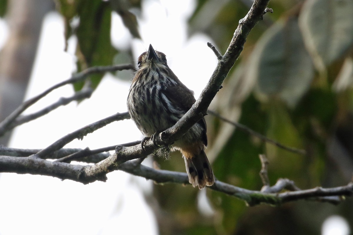 Lanceolated Monklet - ML641372035