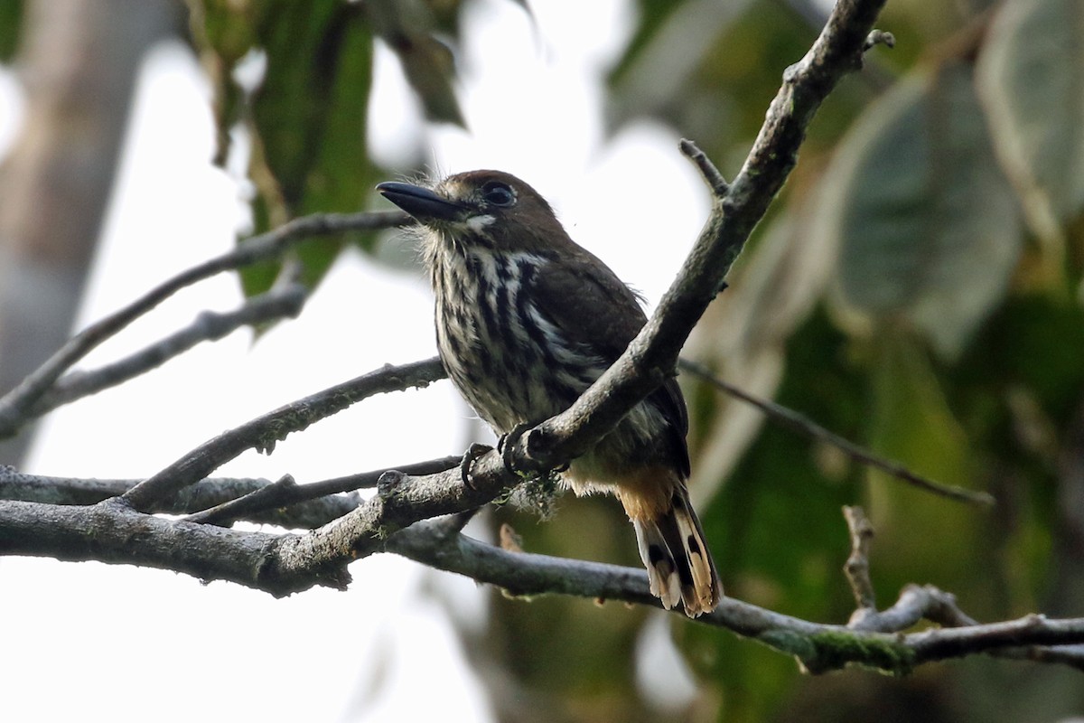Lanceolated Monklet - ML641372036
