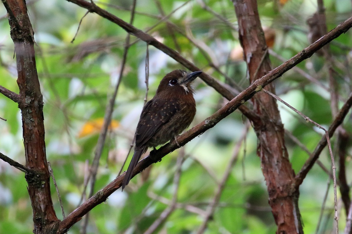 Moustached Puffbird - ML641372037