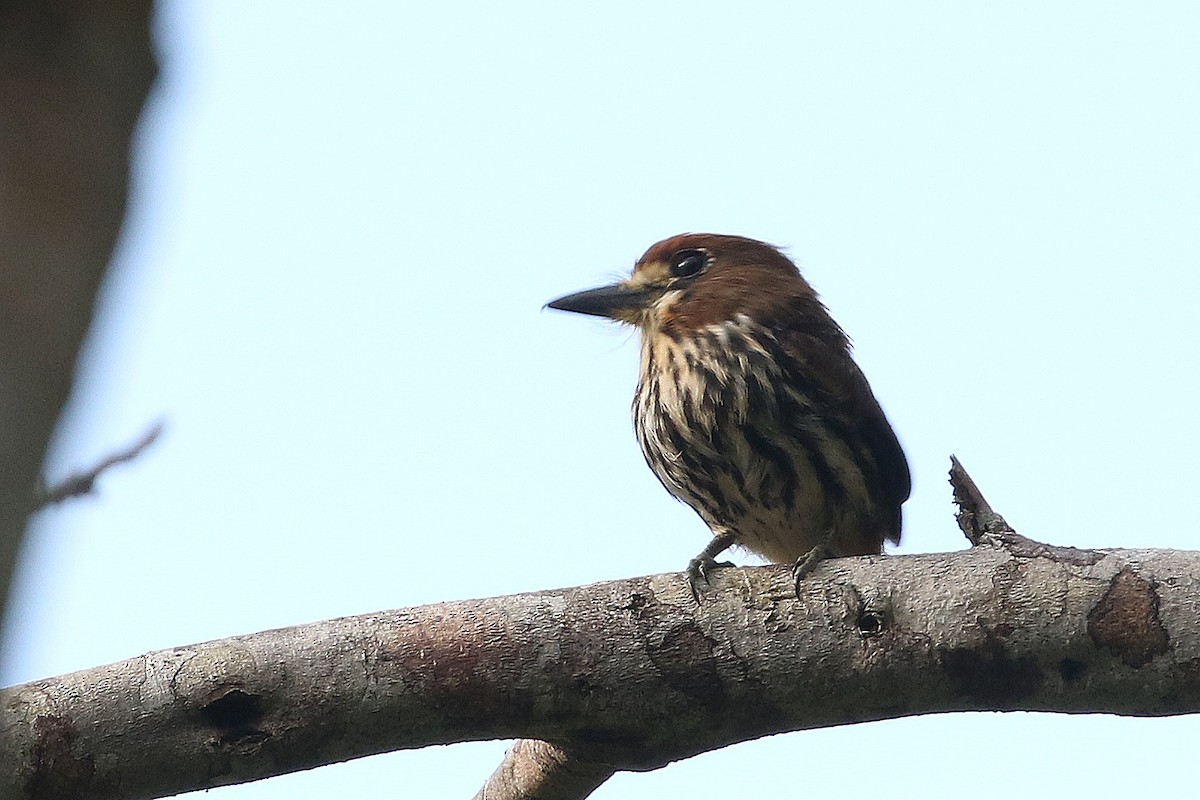 Lanceolated Monklet - ML641372038