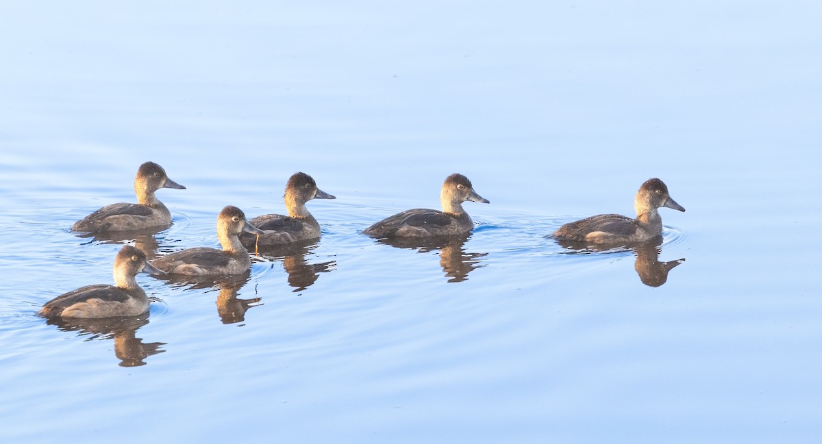 Ring-necked Duck - ML641372047