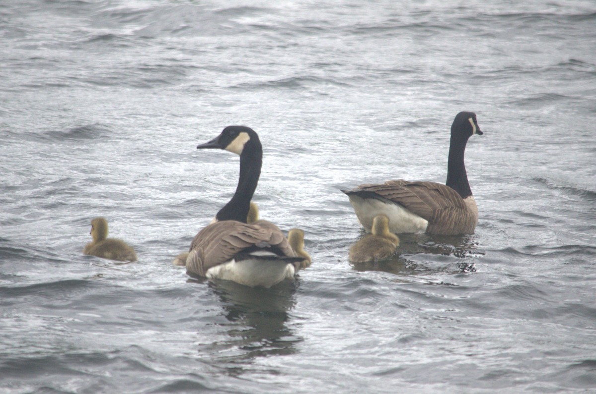Canada Goose - ML641372052