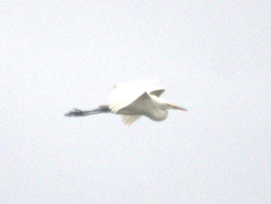 Great Egret - ML641372054