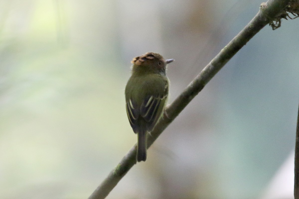 Scale-crested Pygmy-Tyrant - ML641372057
