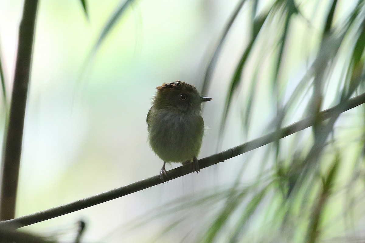 Scale-crested Pygmy-Tyrant - ML641372058
