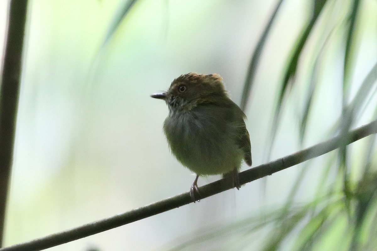 Scale-crested Pygmy-Tyrant - ML641372059