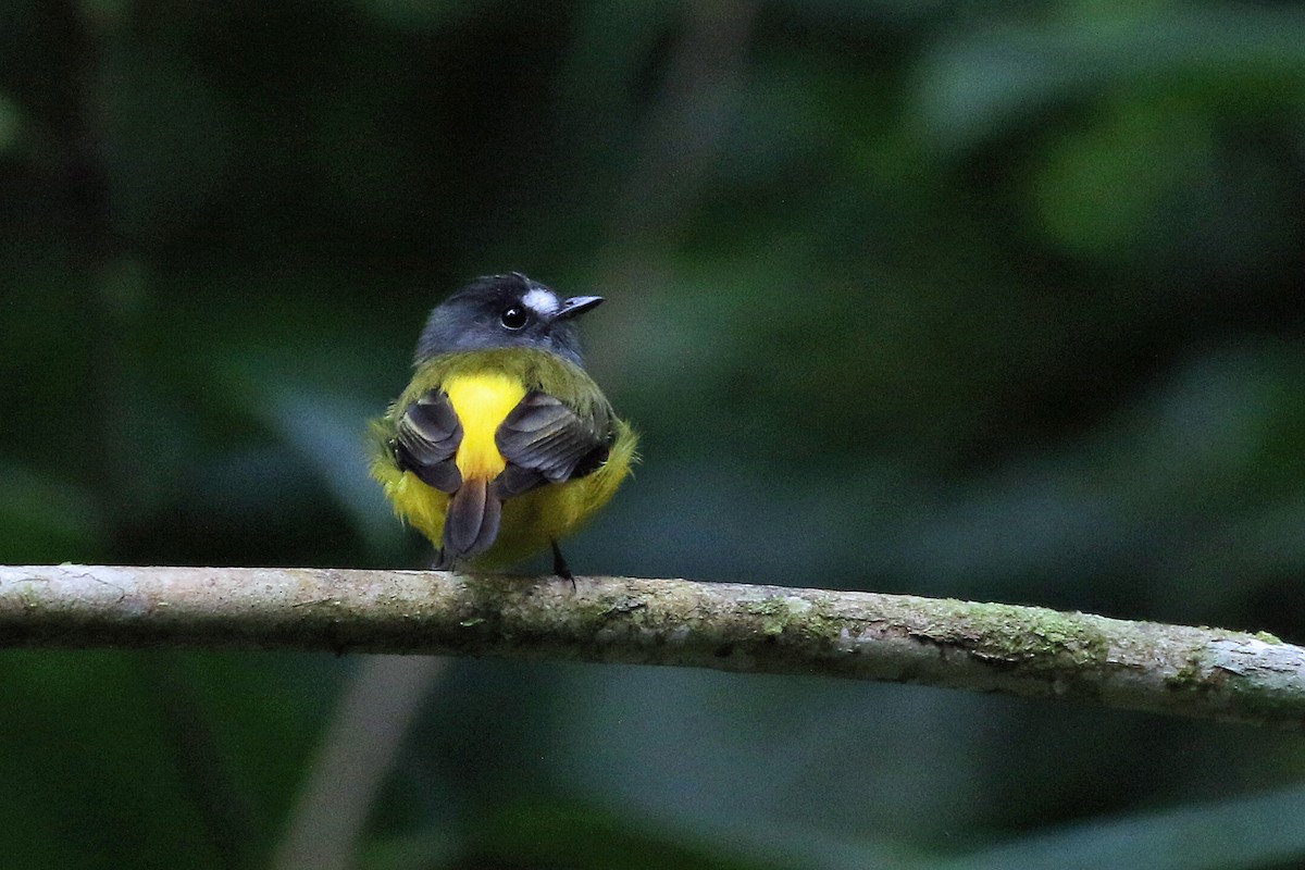 Ornate Flycatcher - ML641372060