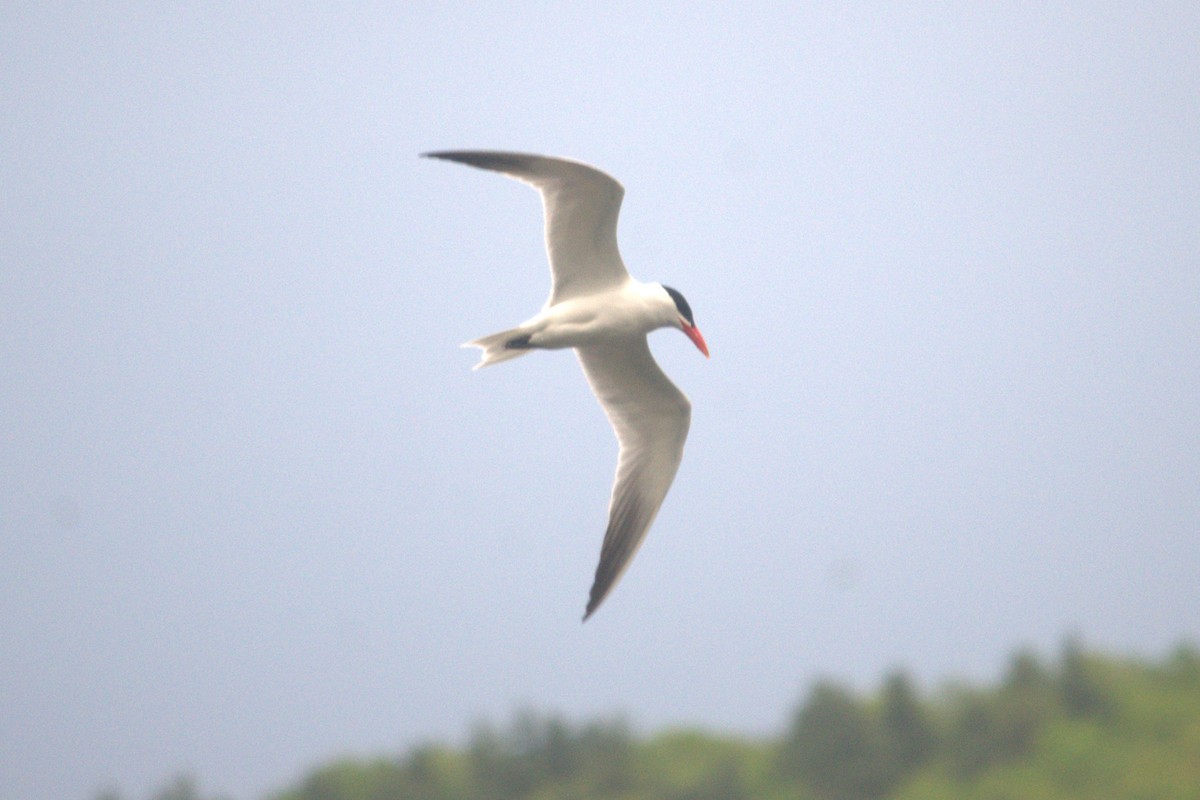 Caspian Tern - ML641372062