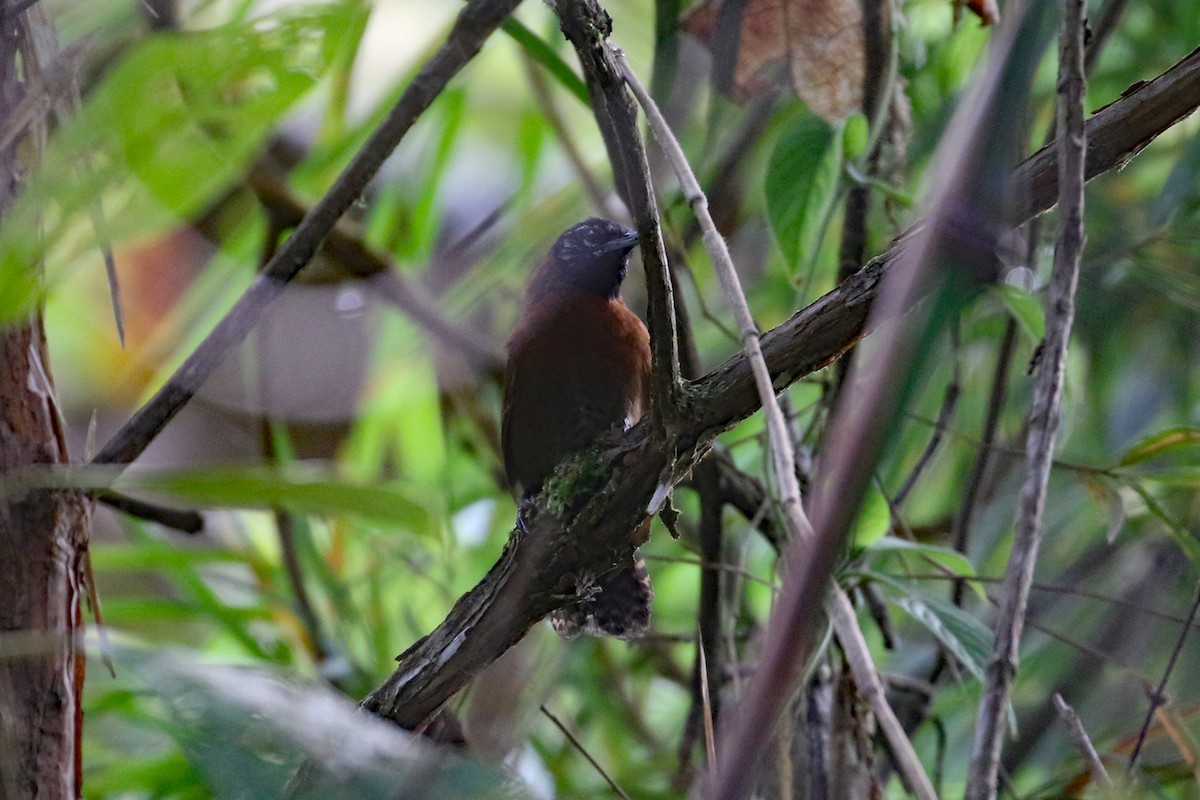 Sooty-headed Wren - ML641372064