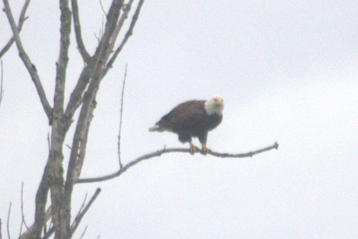 Bald Eagle - ML641372077