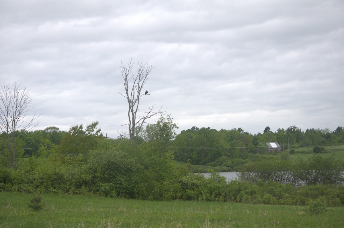 Bald Eagle - ML641372078
