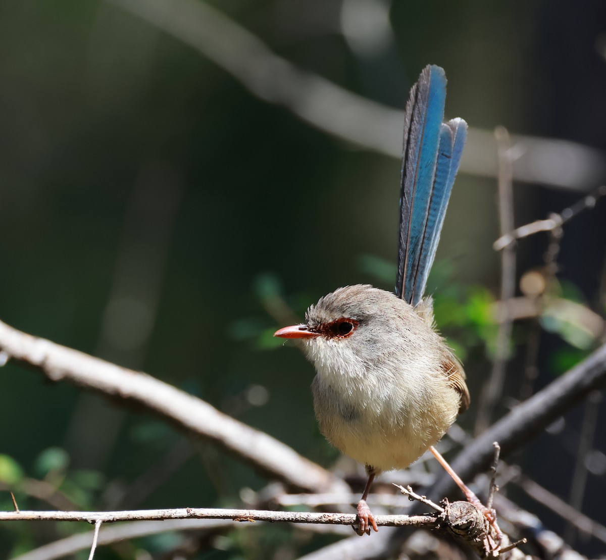 Variegated Fairywren - ML641372089