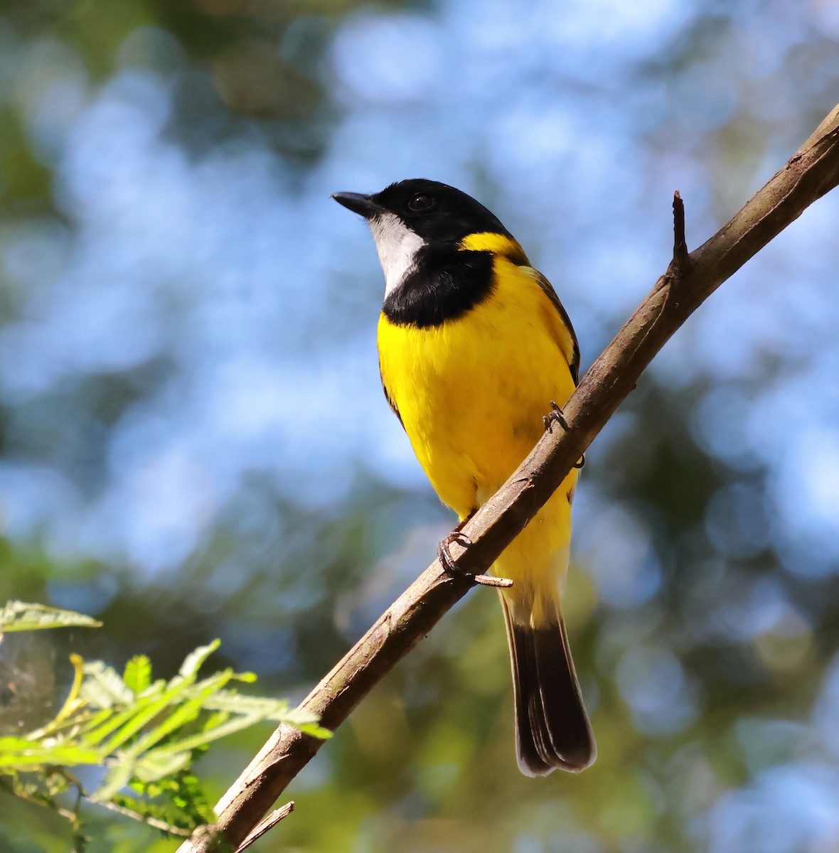Golden Whistler - ML641372119