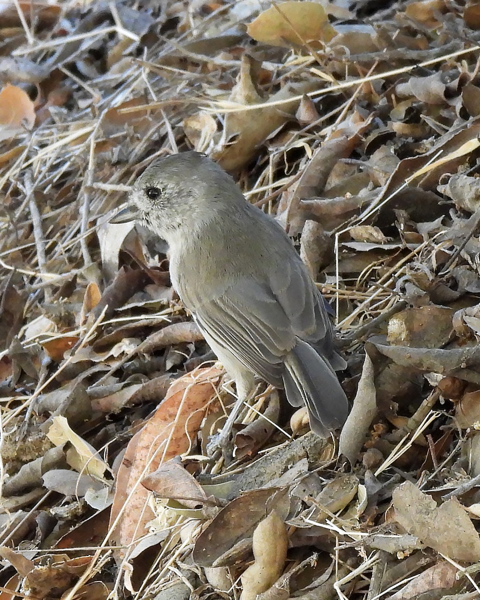 Oak Titmouse - ML641372133