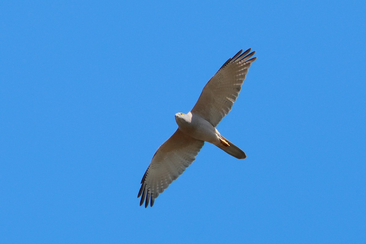 Brown Goshawk - ML641372139