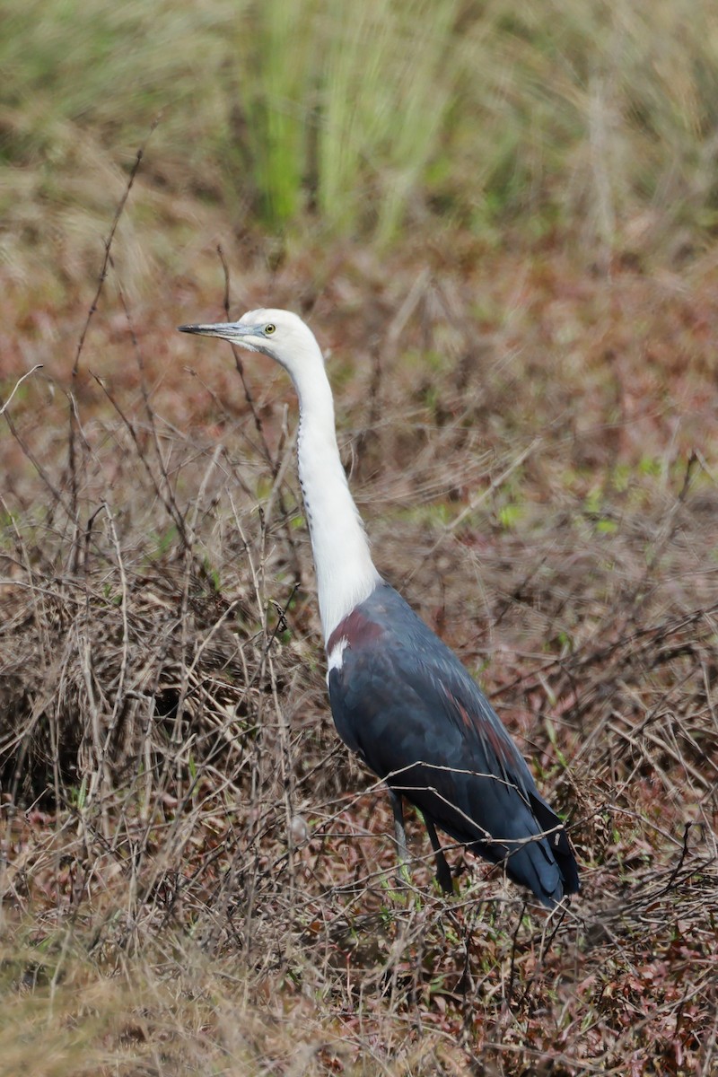 Pacific Heron - ML641372150