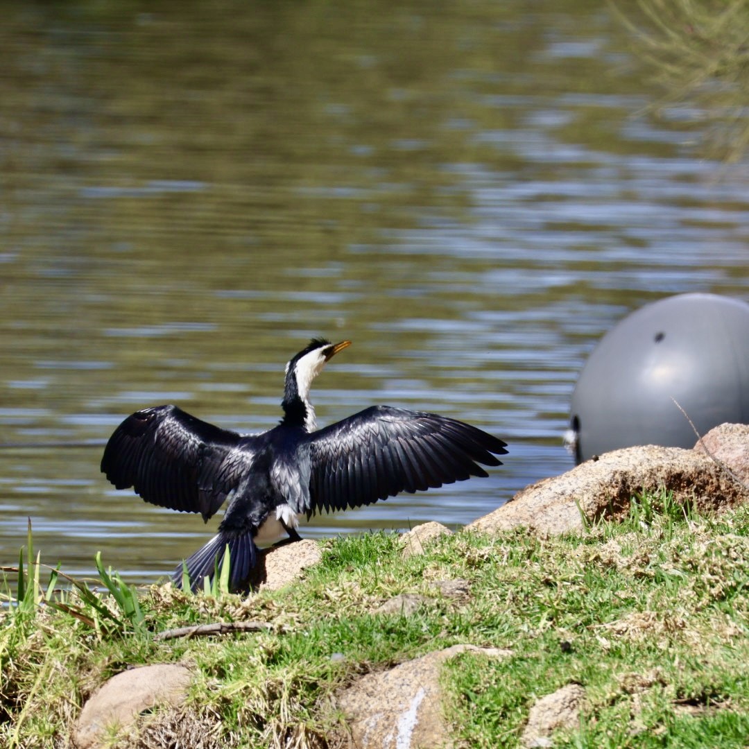 Little Pied Cormorant - ML641372211