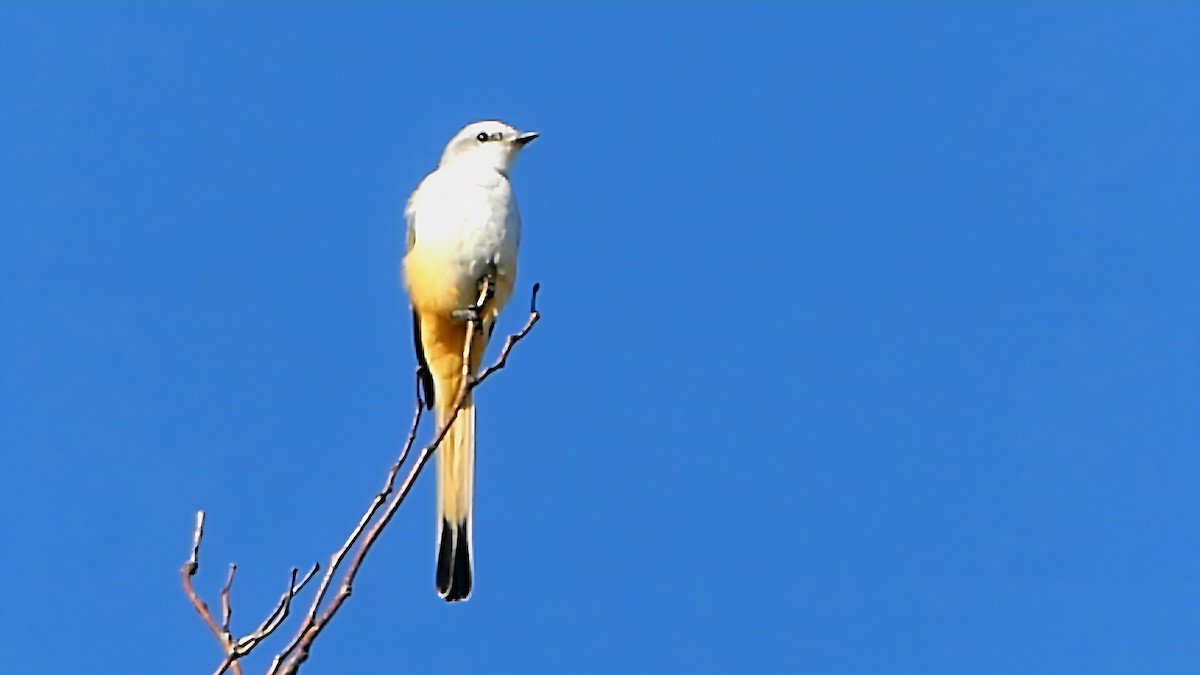 Scissor-tailed Flycatcher - ML641372239