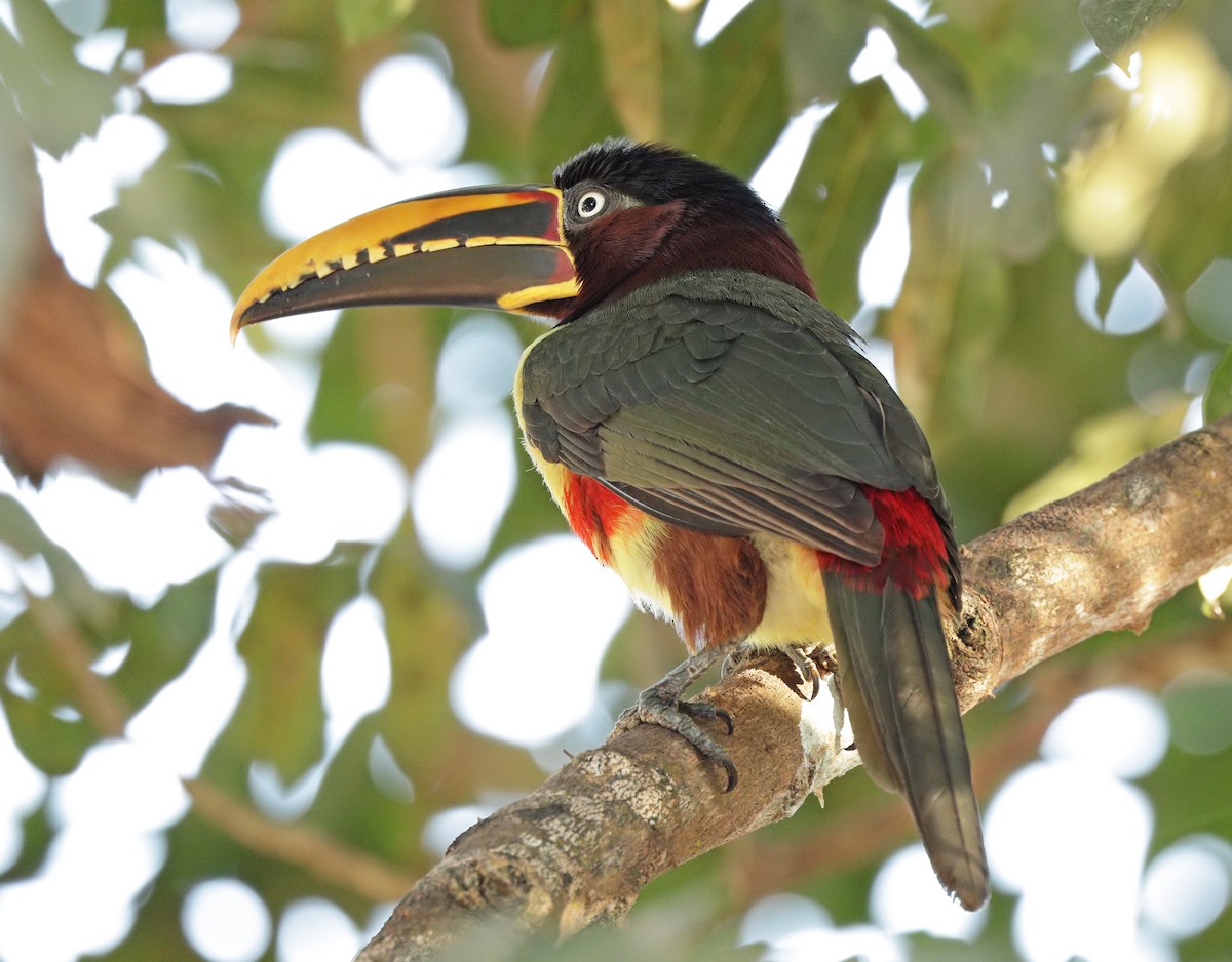 Chestnut-eared Aracari - ML641372243