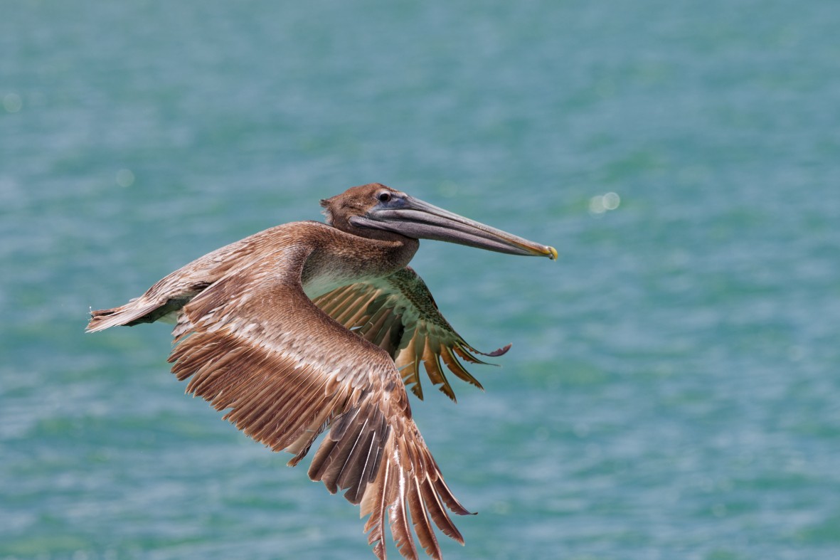 Brown Pelican - ML641372301