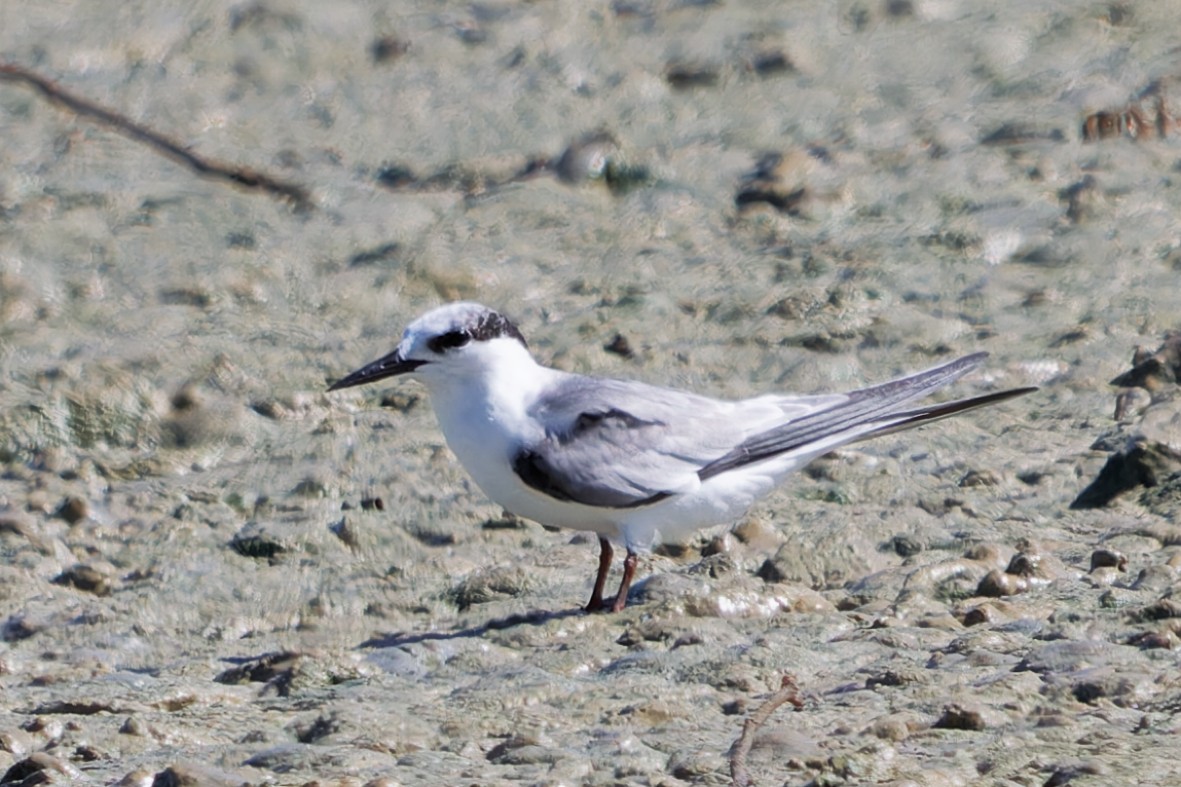 Txenadatxo antillarra - ML641372385